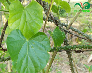 Cách sử dụng cây thần thông