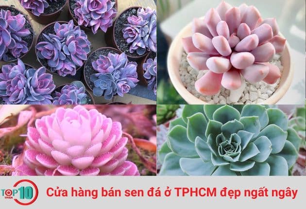 Ngắm Nghía Top 10 Cửa Hàng Sen Đá Sài Gòn Đẹp Ngất Ngây