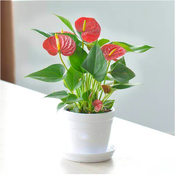 Top 10 cây phong thủy tài lộc người giàu thường trồng trong nhà