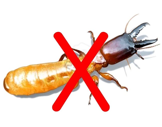 Top 12 công ty diệt mối uy tín tại Quận 5