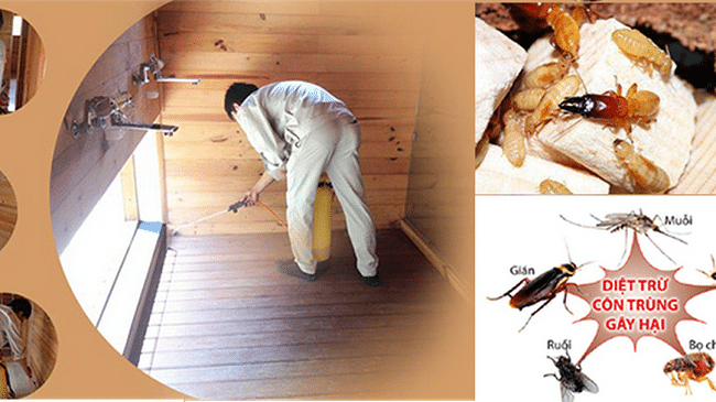 Top 12 công ty diệt mối uy tín tại Quận 7