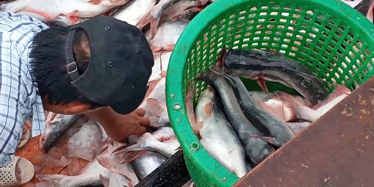 Cá Tra Đồng Bằng SCL