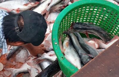 Cá Tra Đồng Bằng SCL