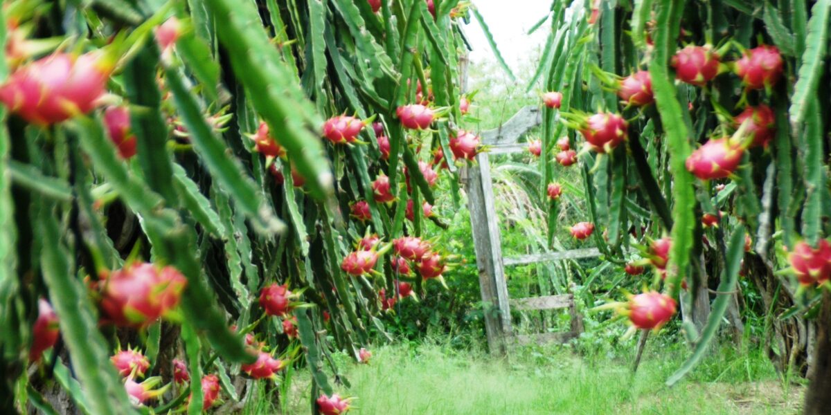 Thanh Long Bình Thuận