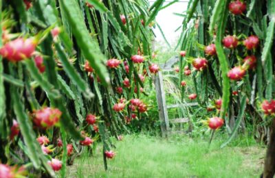Thanh Long Bình Thuận