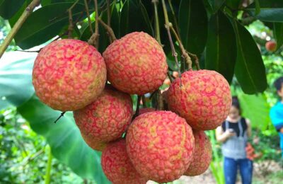 Vải Thiều Lục Ngạn